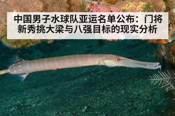 中国男子水球队亚运名单公布：门将新秀挑大梁与八强目标的现实分析